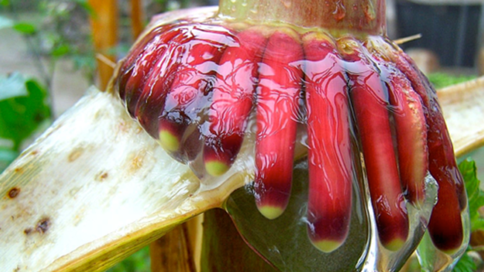 Aerial roots of corn from Sierra Mixe