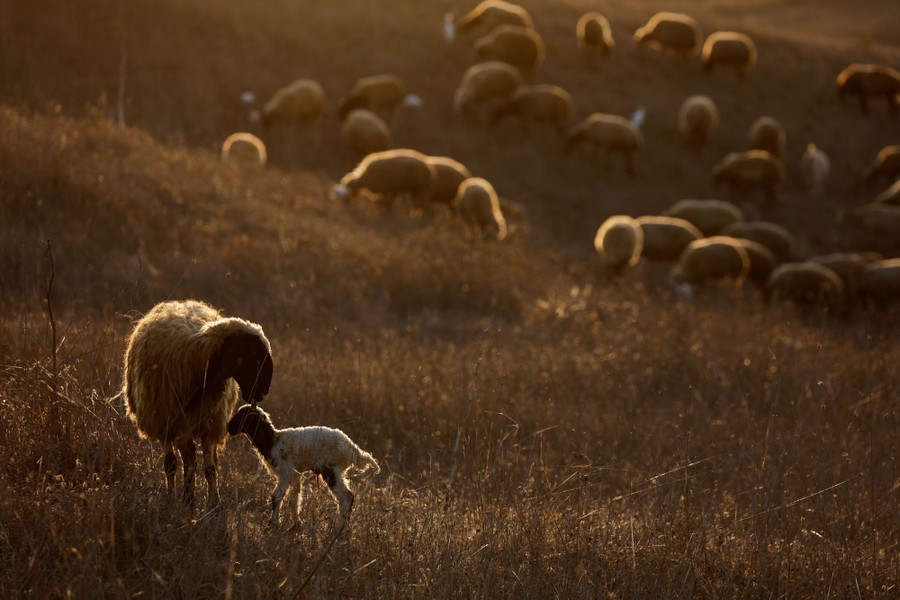 A sheep cleans her newborn lamb in a field.