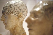 Models of human heads with areas of the brain mapped out