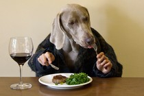 A dog wearing a sweater uses a knife and fork.