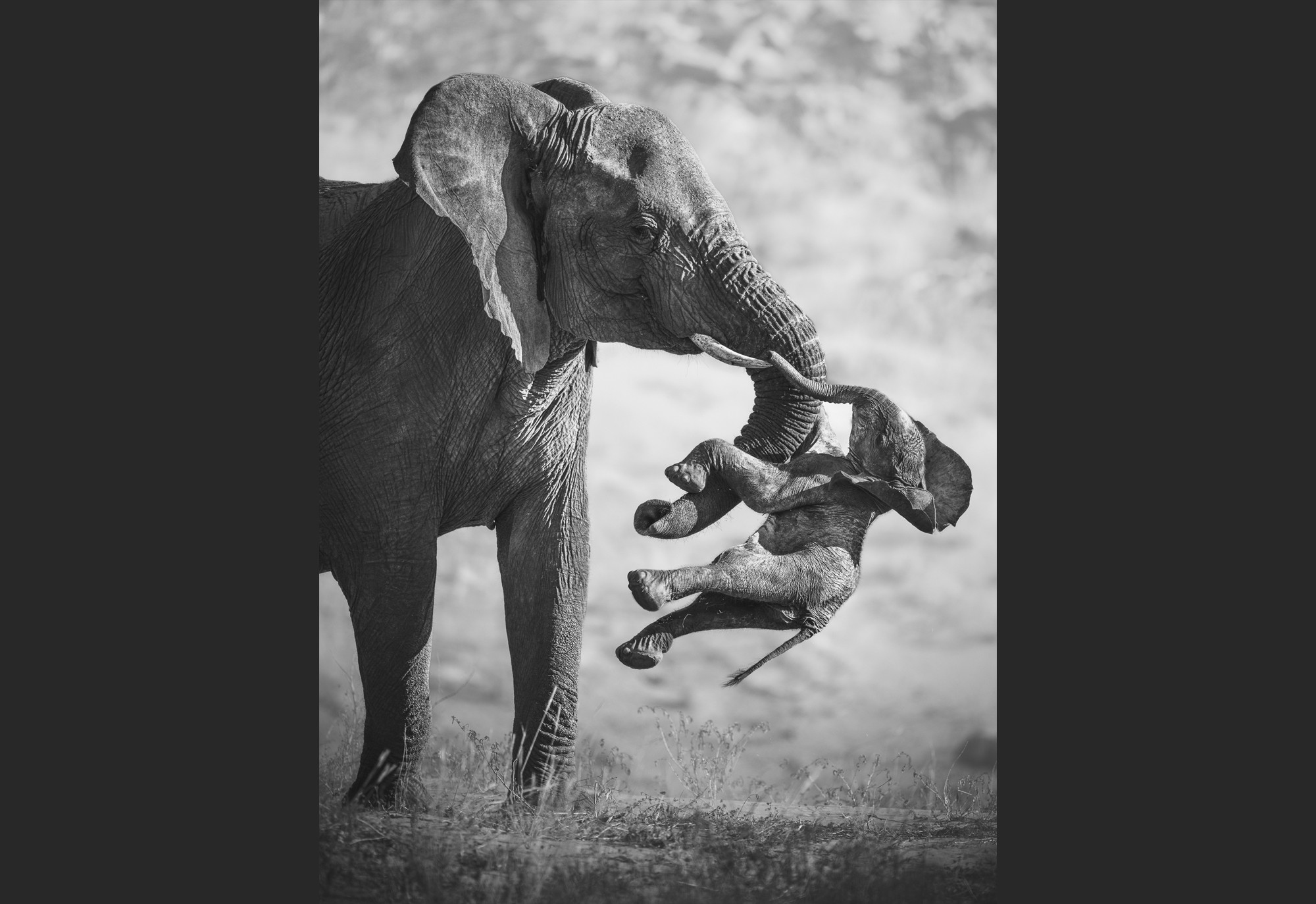 An adult elephant carries the lifeless body of an elephant calf with its trunk and tusks.