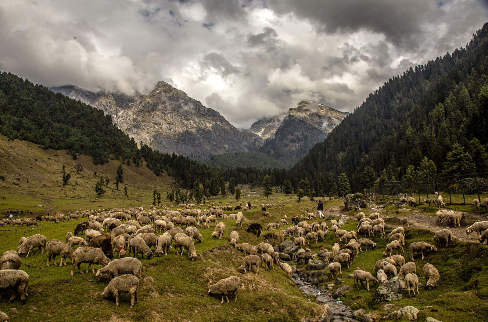 A flock of sheep grazes in a steep mountain valley