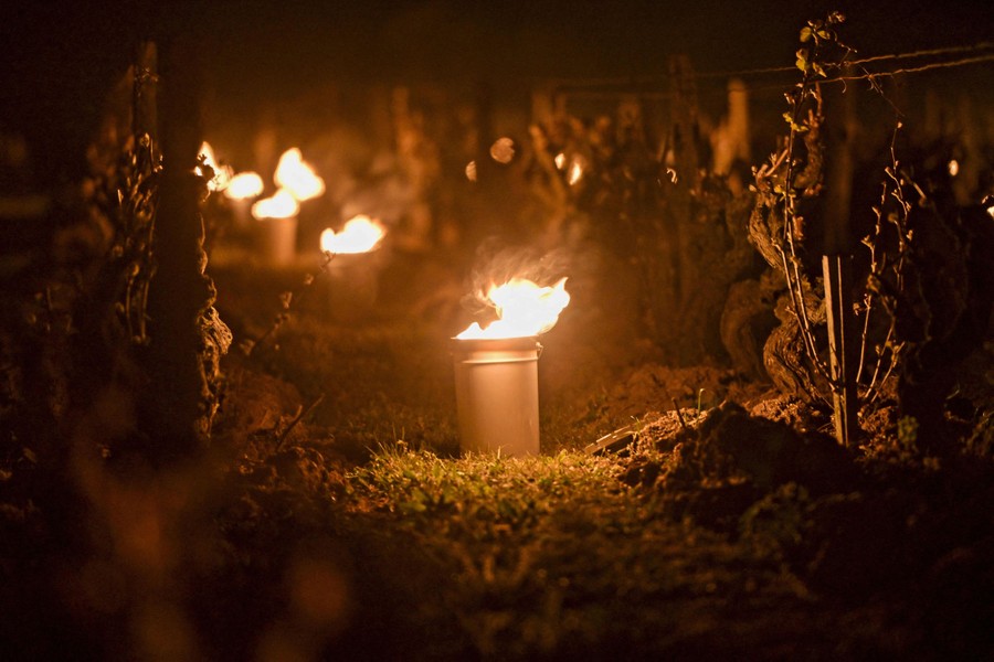 Fires burn in a vineyard at night.