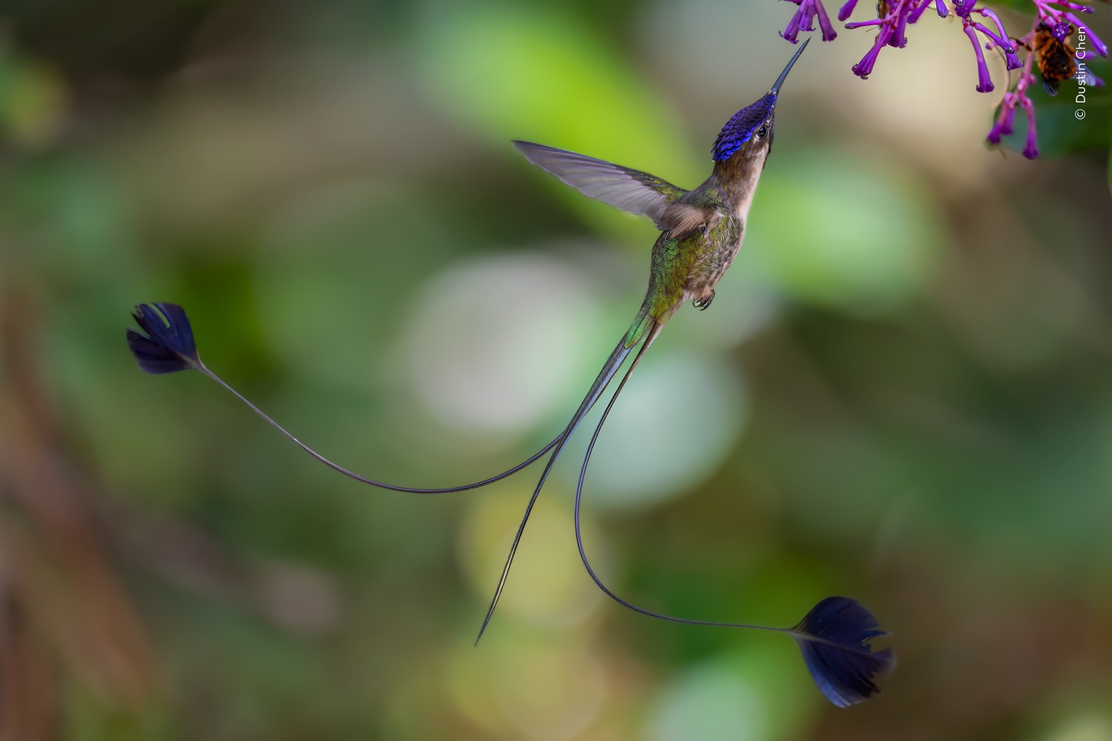 A hummingbird with long split tail feathers feeds at a flower.