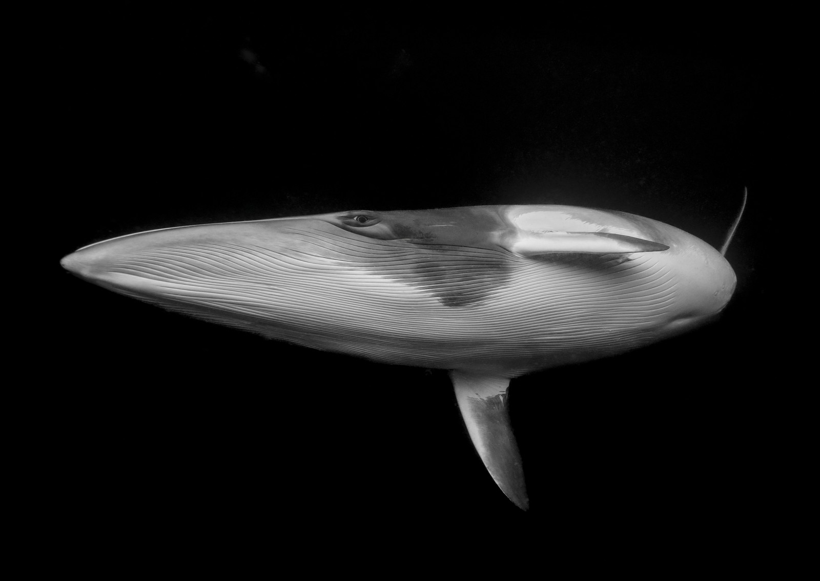 An underwater view of a large whale passing by