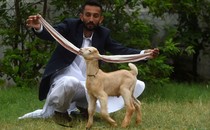 A man crouches and holds out the very long ears of a young goat.
