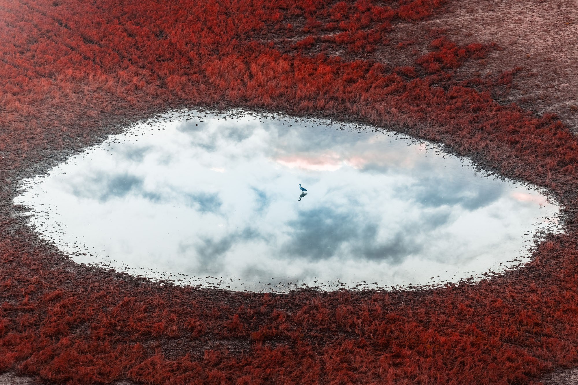 A single bird stands in a shallow pool of water on a plain, seen from an elevated distance.