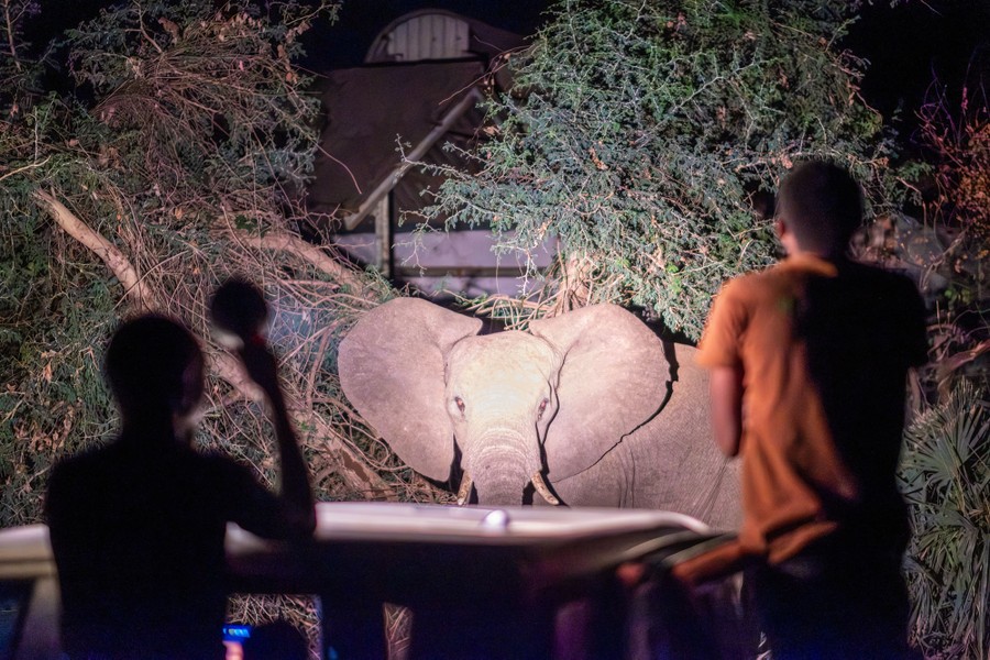 An elephant is lit by bright lights shone on it from a truck, where two people stand and observe.