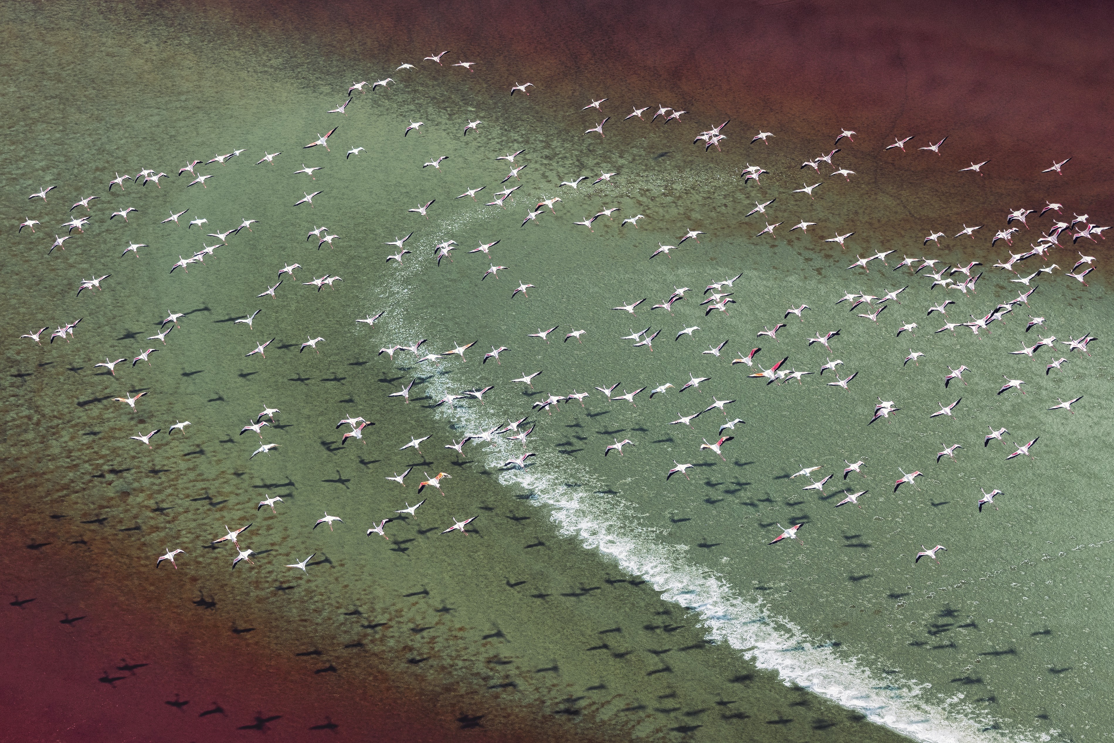 A flock of flamingoes flies low, above a colorful lake.