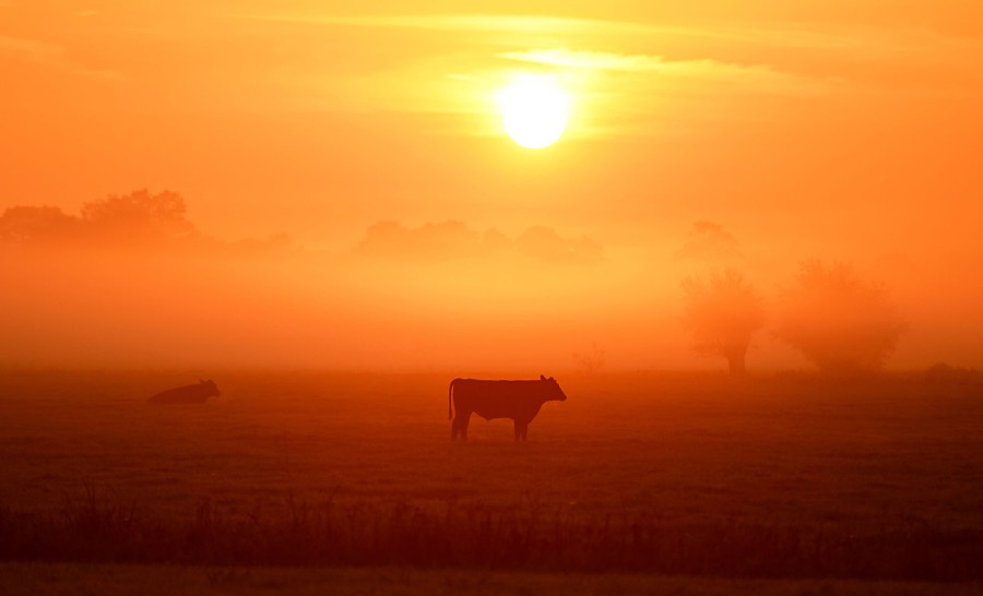 A cow stands in a field as the sun rises.