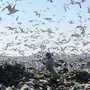A woman sifts through garbage, as birds circle overhead.