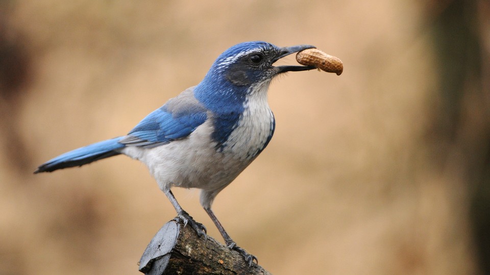 A bird holding a peanut