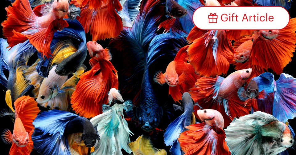 Themed Party Animals Fish - Best Price in Singapore - Apr 2024