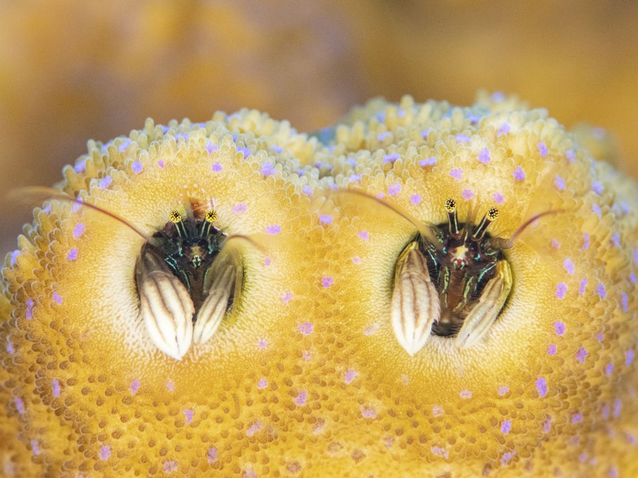 Two small crabs peer out of holes in coral, very close together.