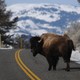 A bison looks back as it crosses the road near Lamar Valley in Yellowstone National Park.