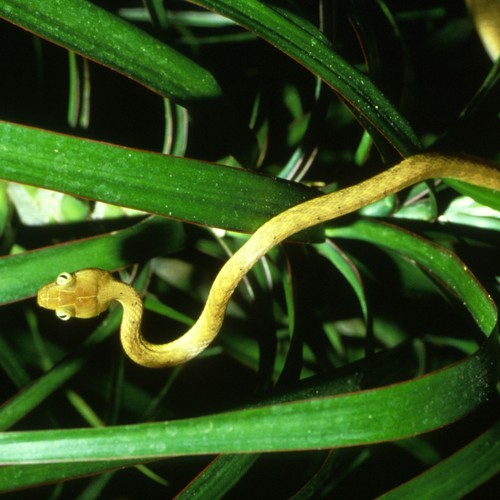 The U S Military Accidentally Brought A Snake To Guam That S