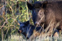 A feral pig in Florida