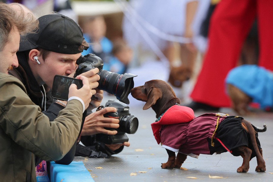 People take close photos of a dachshund in costume.