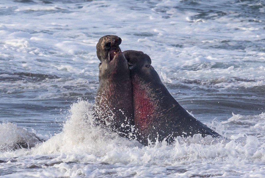 Two elephant seals battle in the surf.