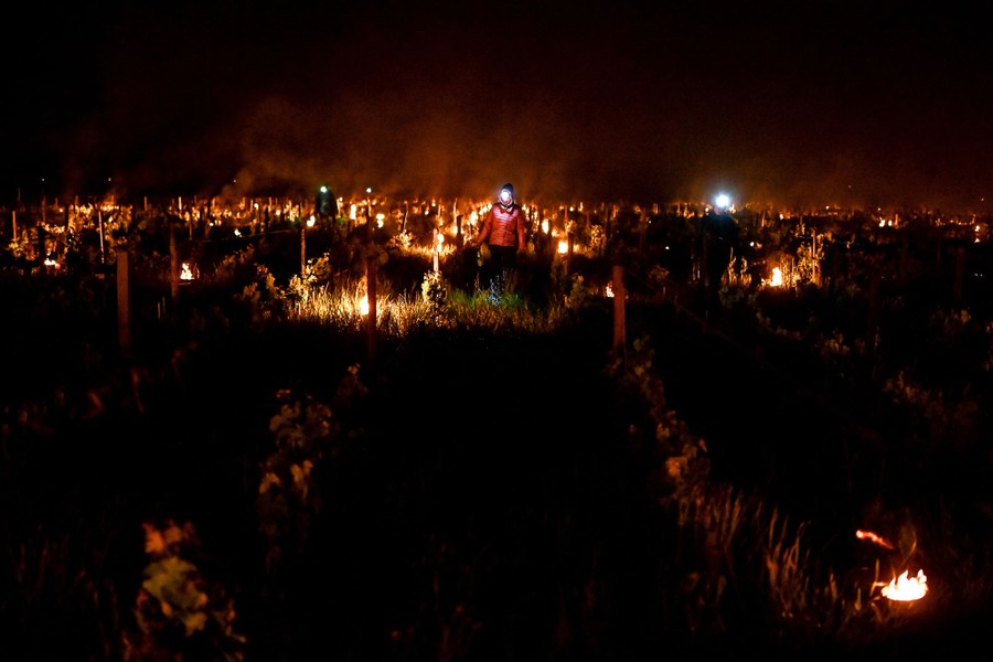 People wearing headlamps walk through a vineyard in the dark, lighting candles.