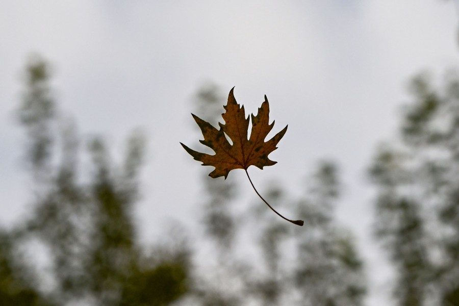 A single leaf falls through the air.