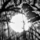 Black-and-white image of the moon and plants in front of it