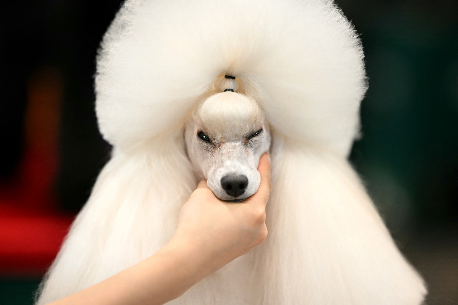A handler works with a poodle, grasping its muzzle.