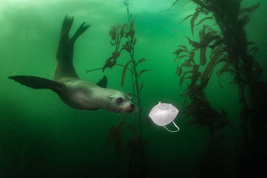 A sea lion swims underwater toward a face mask.