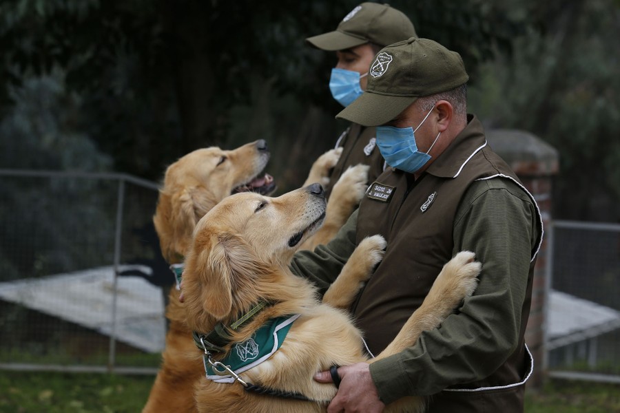 The Dogs Trained to Sniff Out COVID 19 The Atlantic