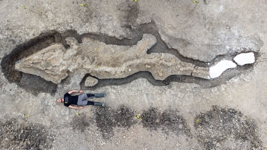 A person lies on the ground beside a partially-excavated fossil of a large marine predator.