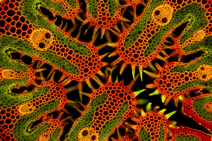 A microscopic view of many cells and chambers within a cross-section of beach grass