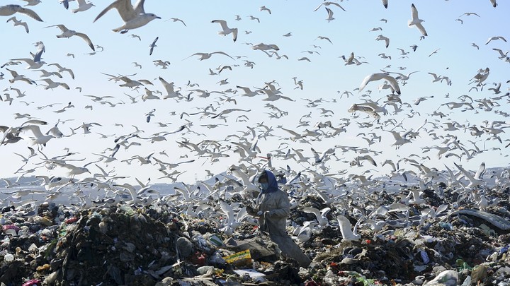 A woman sifts through garbage, as birds circle overhead.