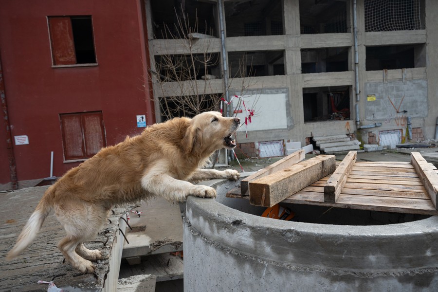 A dog barks while perched at the edge of a concrete pipe.