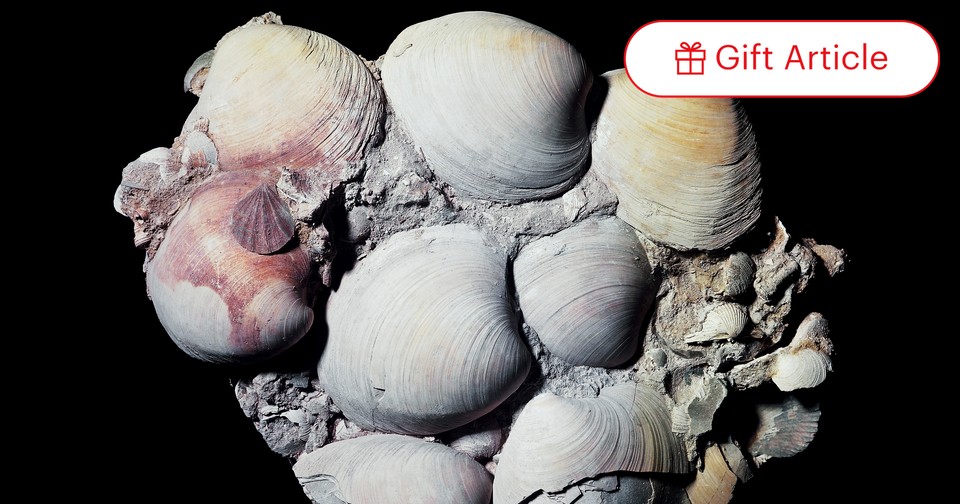 Where do clams live new arrivals
