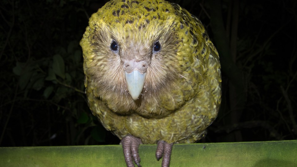 A kakapo looks straight into the camera.