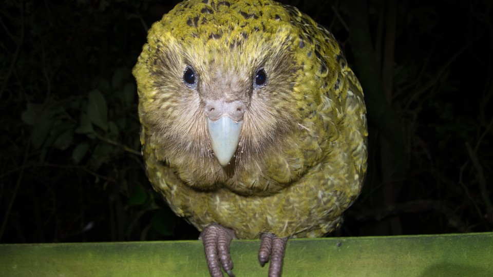 baby kakapo parrot