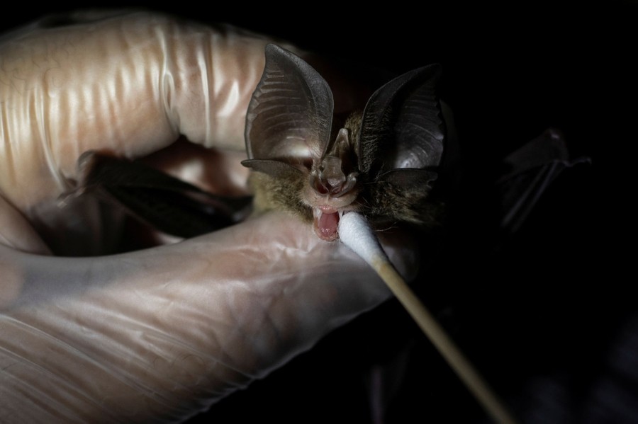 A person holds a captured bat, and uses a cotton swab to dab at its mouth, to get a saliva sample.