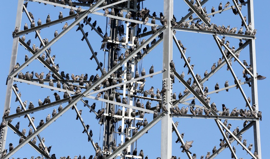 Starlings perch on the struts of an electric transmission tower.