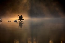 The silhouette of a bird is seen above a misty body of water's surface as it flaps and runs to take off.