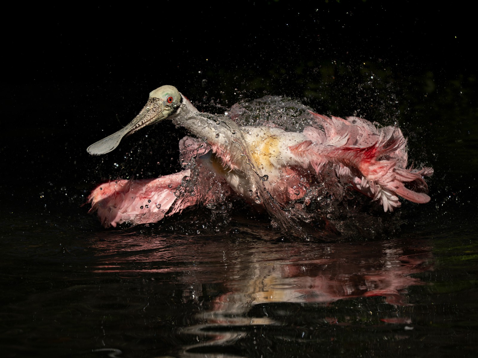 A spoonbill with pink feathers splashes around in shallow water.