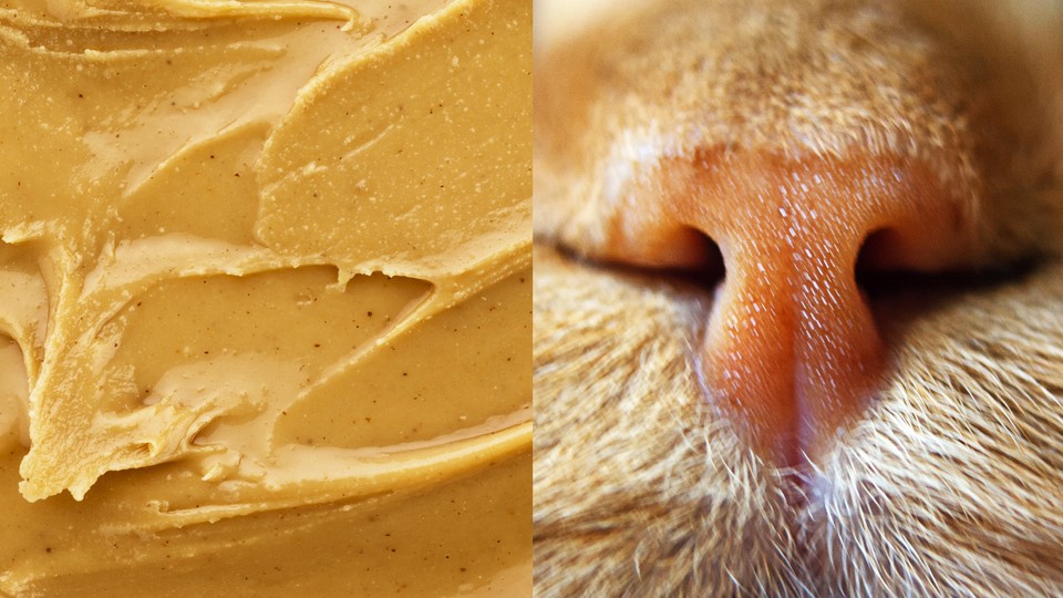 A photo of peanut butter next to a photo of a cat's nose