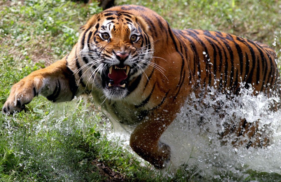 A large tiger runs through water and grass.