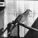 For much of the 19th century, passenger pigeon was a staple of American cuisine.