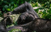 A mountain gorilla taking a break and relaxing in the sun