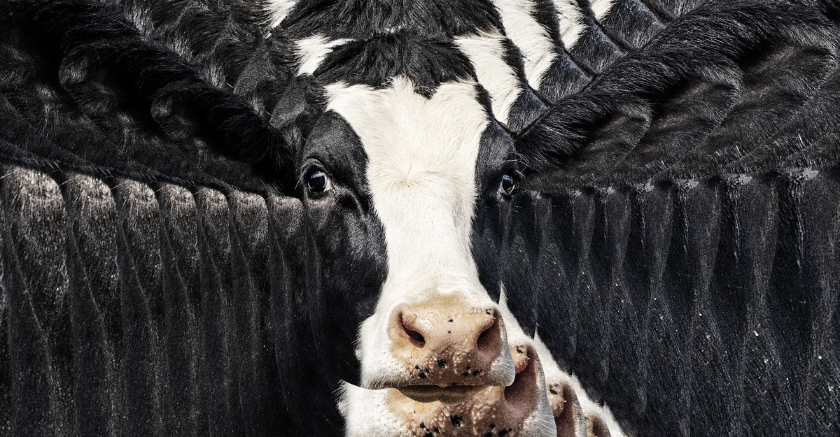 Americans Are All In on Cow-Based Wellness