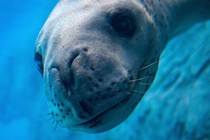 Brooke, a leopard seal, at Sydney's Taronga Zoo