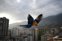 A macaw flies over Caracas