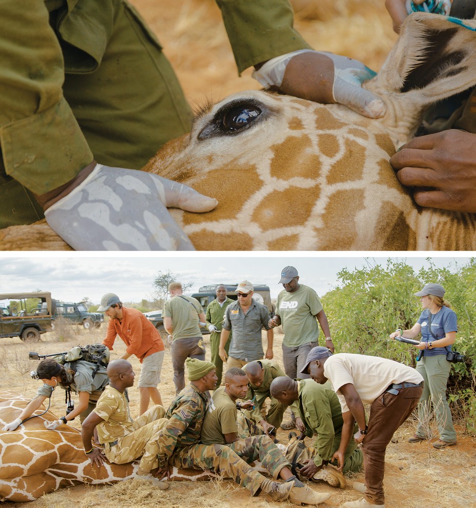 2 photos: scientists, veterinarians, and giraffes