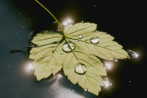 A five-pointed leaf sitting in standing water, shimmering with sunlight with a couple drops of water on top.