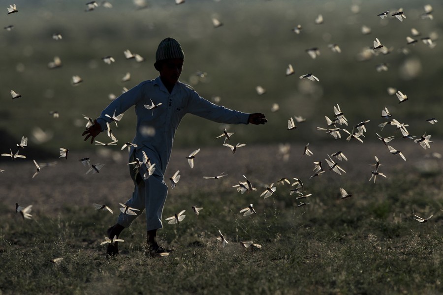 A boy chases a swarm of locusts.